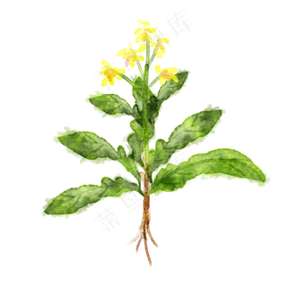 板蓝根绿植植物,免抠元素