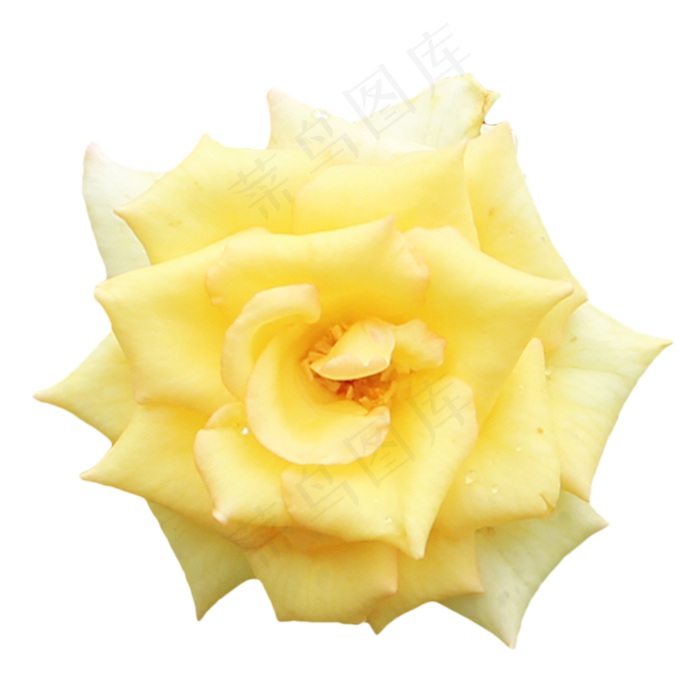 浅黄色玫瑰花(2000X2000(DPI:300))psd模版下载
