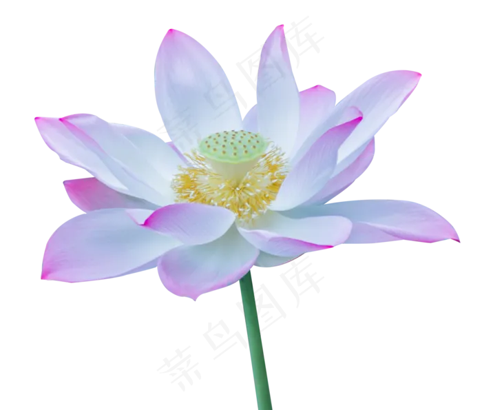 一朵荷花(2000X1701(DPI:300))psd模版下载