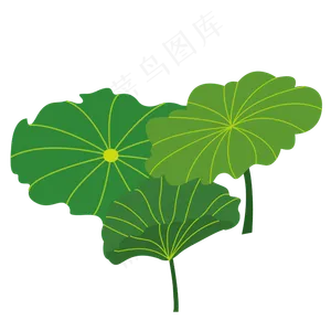 夏季绿色荷叶荷花大自然小清新