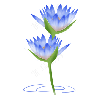 两朵精美的蓝色荷花