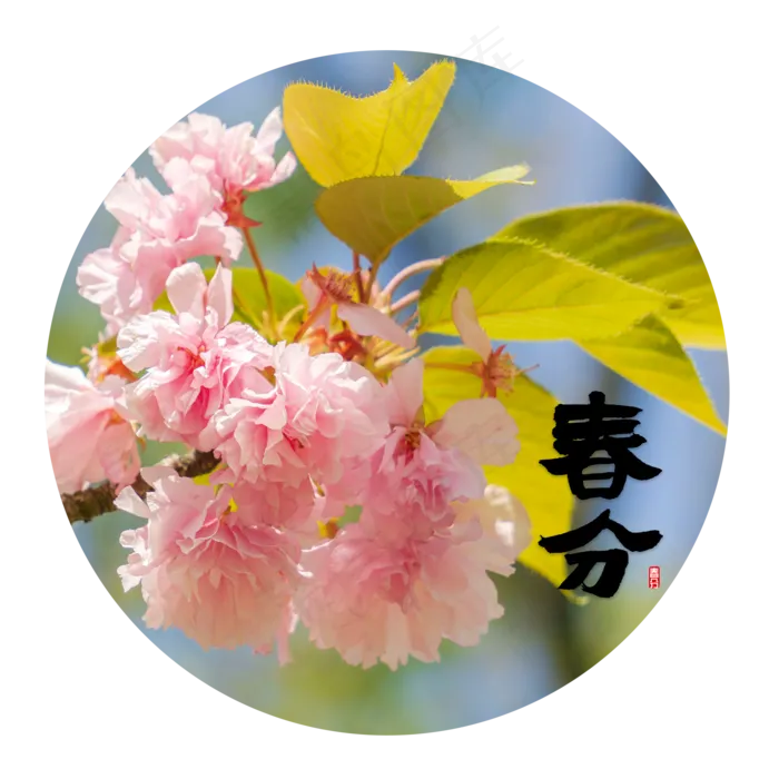 春分节气粉红色樱花,免抠元素(2000X2000(DPI:300))psd模版下载
