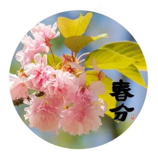 春分节气粉红色樱花,免抠元素