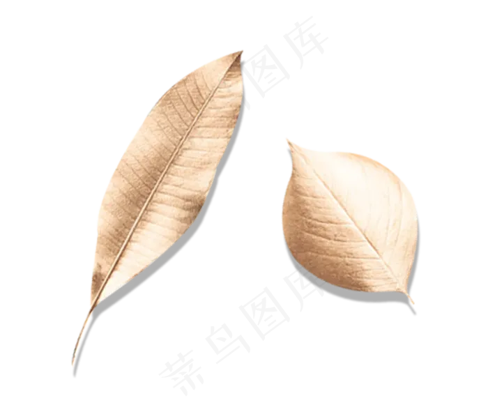 两片叶子