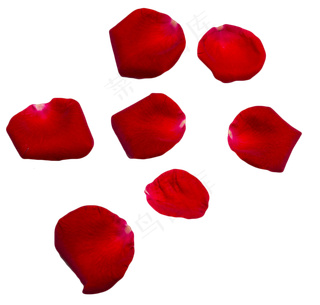 红玫瑰花瓣