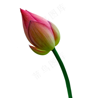 一朵新鲜的荷花植物