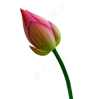 一朵新鲜的荷花植物