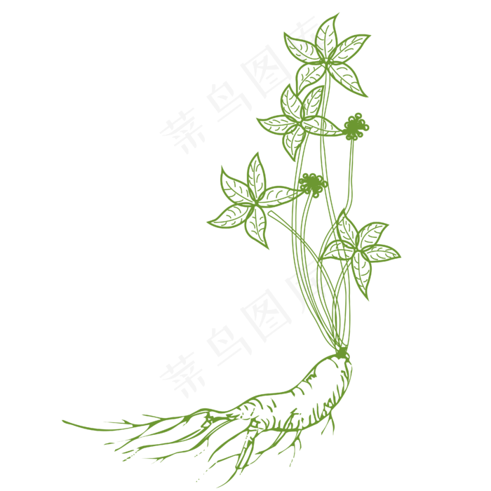 纯矢量手绘人参素材设计