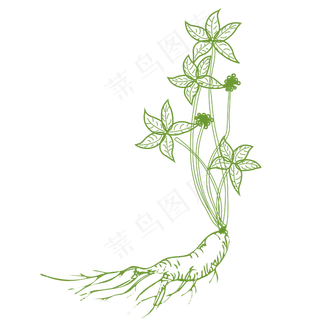 纯矢量手绘人参素材设计