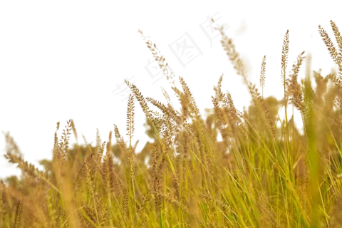 狗尾巴草,免抠元素