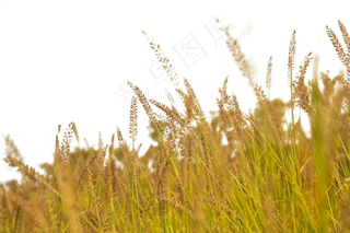 狗尾巴草,免抠元素