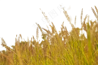 狗尾巴草,免抠元素