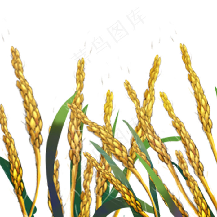 金黄谷穗秋季稻谷秋收季节粮食(2000X2000(DPI:300))psd模版下载
