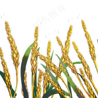 金黄谷穗秋季稻谷秋收季节粮食