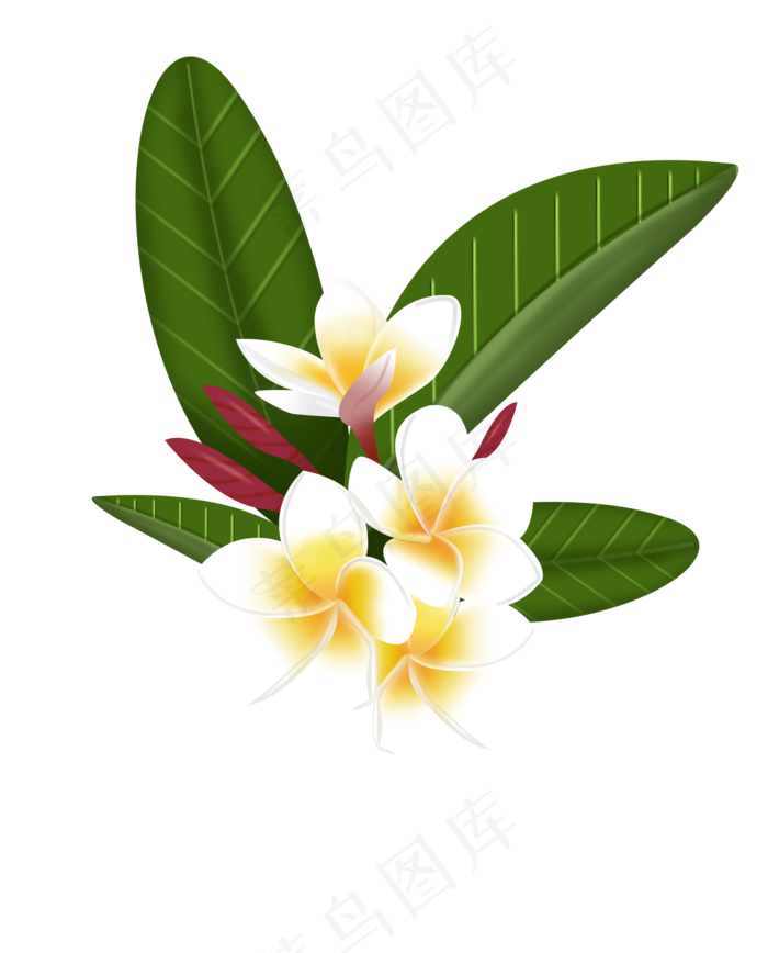 夏日小清新黄色鸡蛋花美丽花朵P