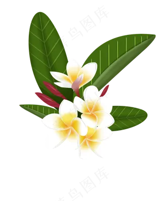 夏日小清新黄色鸡蛋花美丽花朵P