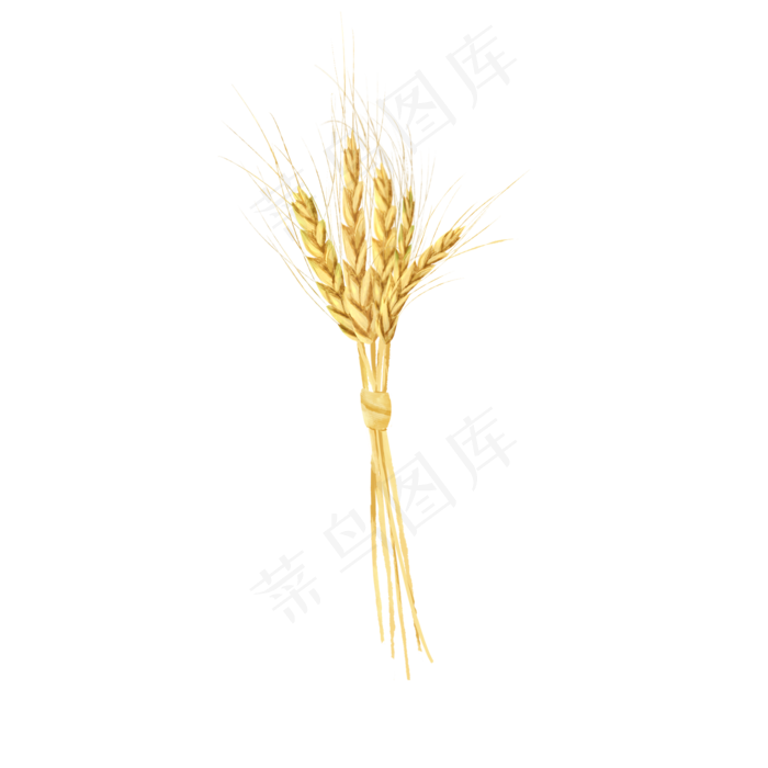 节气芒种麦束(2050X2050(DPI:299))psd模版下载