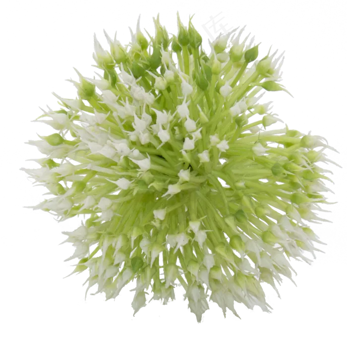 白花花束(2500X2500(DPI:300))
