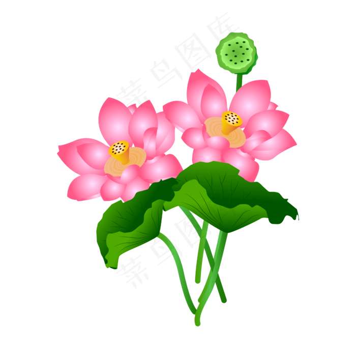 粉色莲花绿色荷叶