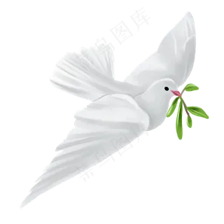 白色白鸽 白色白鸽