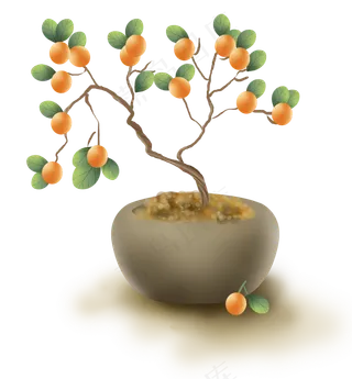 中国风金钱橘盆栽