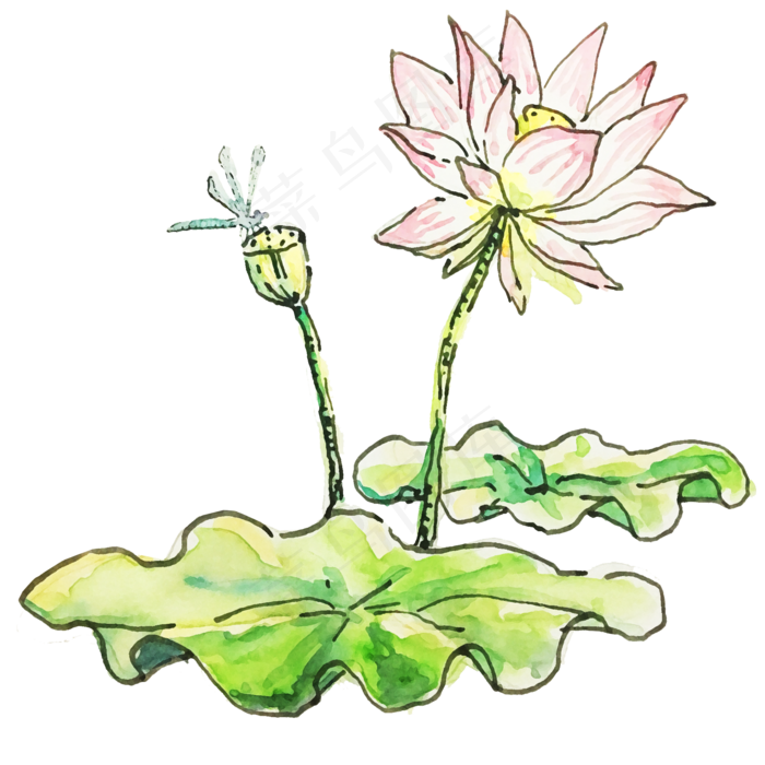 二十四节气之处暑植物荷花可商用(2000X2000(DPI:96))psd模版下载
