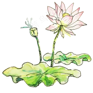 二十四节气之处暑植物荷花可商用