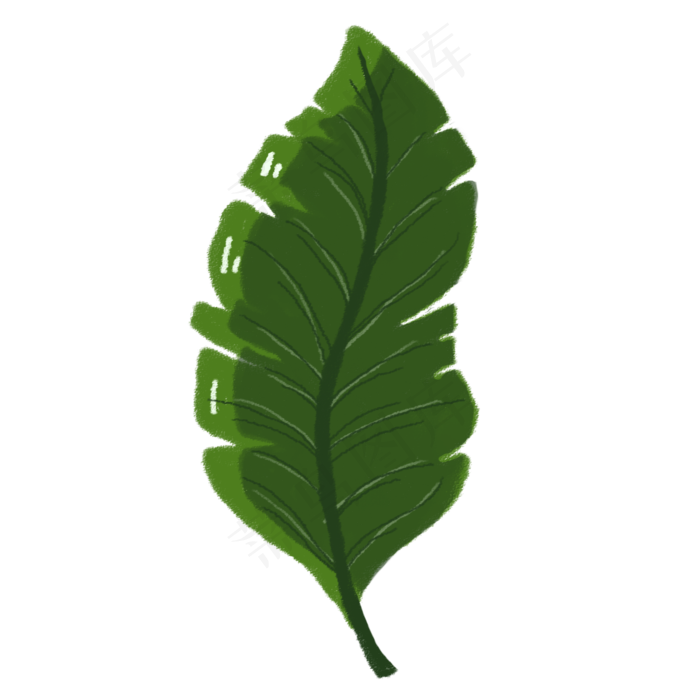 绿色热带植物叶子元素