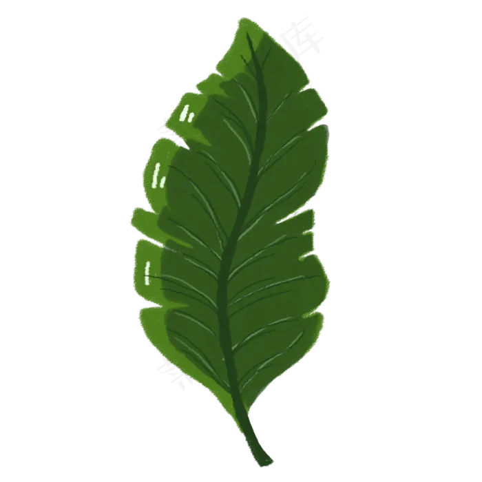绿色热带植物叶子元素(2000X2000(DPI:72))psd模版下载