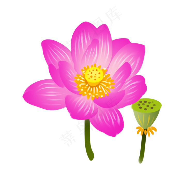 莲花荷花莲藕