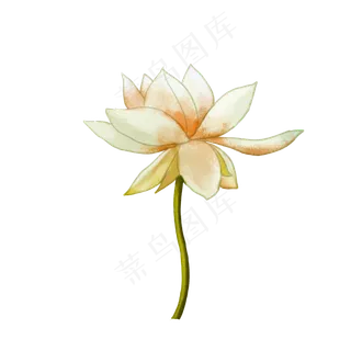 白色荷花装饰图案