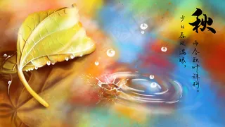 秋季枯树叶水滴水面