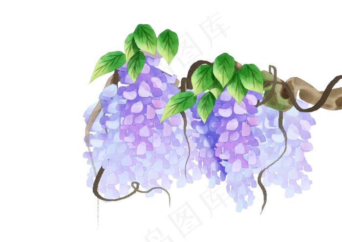 紫藤花花朵花藤(3508X2480(DPI:300))psd模版下载