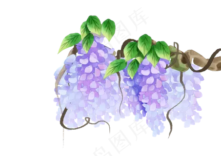 紫藤花花朵花藤