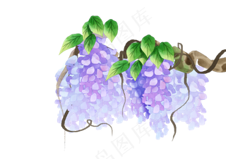 紫藤花花朵花藤