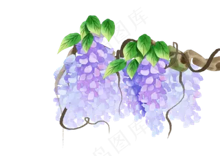 紫藤花花朵花藤