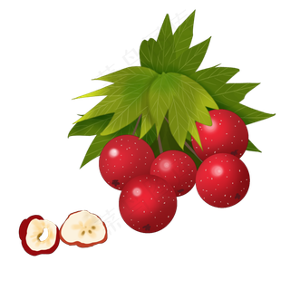 养生红色山楂插图装饰,免抠元素