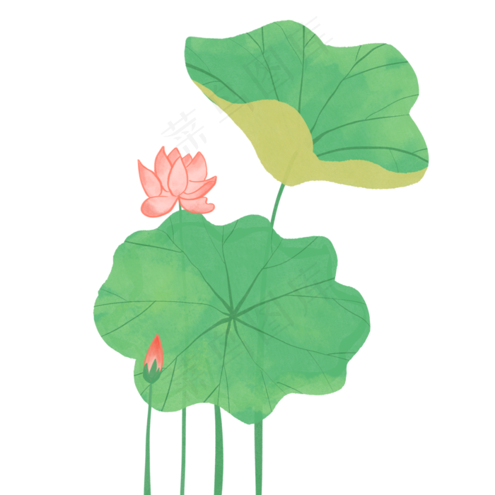 清新荷花荷叶