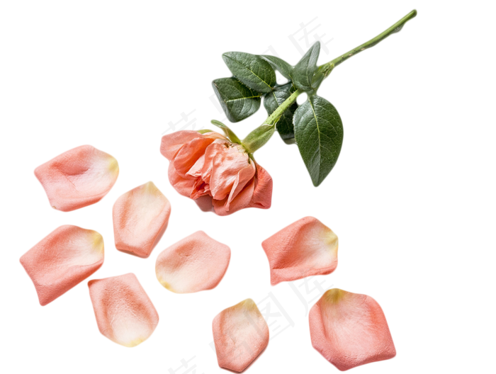 情人节鲜艳玫瑰(1766X1333(DPI:300))psd模版下载