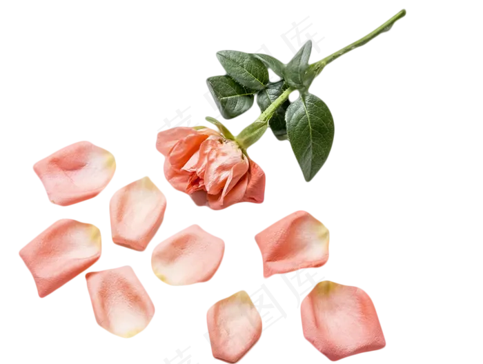 情人节鲜艳玫瑰(1766X1333(DPI:300))psd模版下载