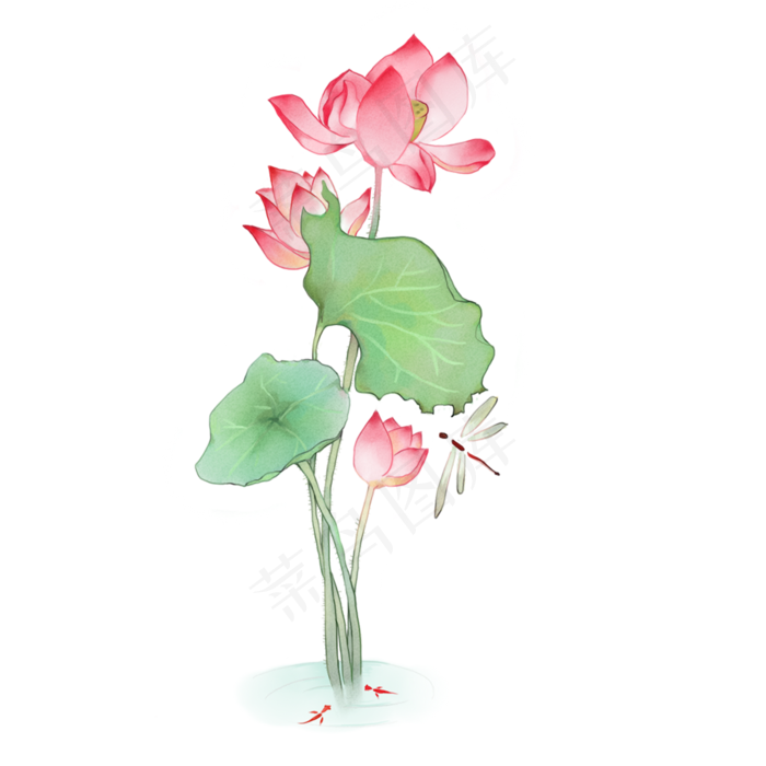 中国风水彩植物荷花