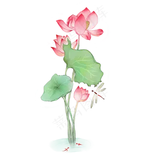 中国风水彩植物荷花