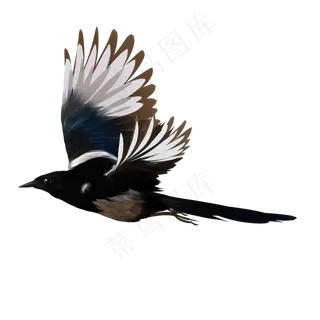 春天飞翔的喜鹊立体手绘,免抠元素