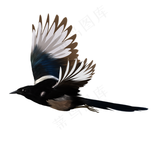 春天飞翔的喜鹊立体手绘,免抠元素