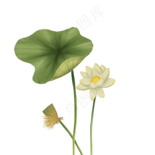 春夏植物百科风格描边荷花荷叶莲