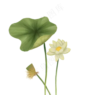 春夏植物百科风格描边荷花荷叶莲 春夏植物百科风格描边荷花荷叶莲
