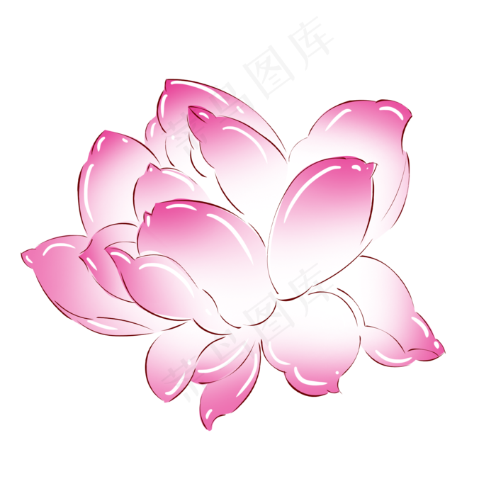 植物粉红色荷花