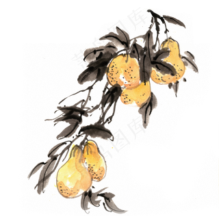 水墨画成熟的柚子 水墨画成熟的柚子