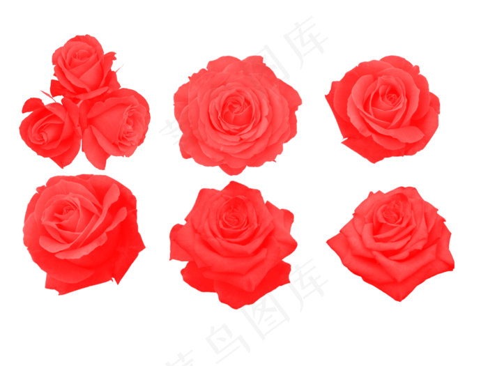 七夕情人节玫瑰素材免扣png(1890X1417(DPI:300))psd模版下载