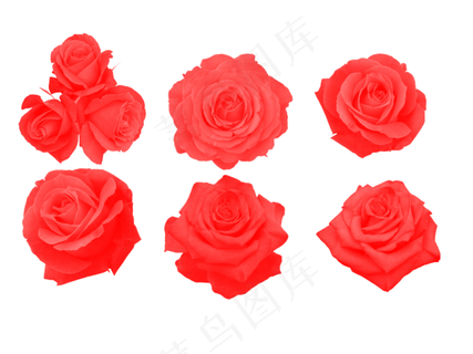 七夕情人节玫瑰素材免扣png